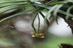 Cleisostoma tenuifolium